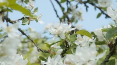 bir elma ağacı çiçek arıya.