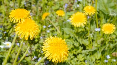 Sarı dandelions atış kapatın.