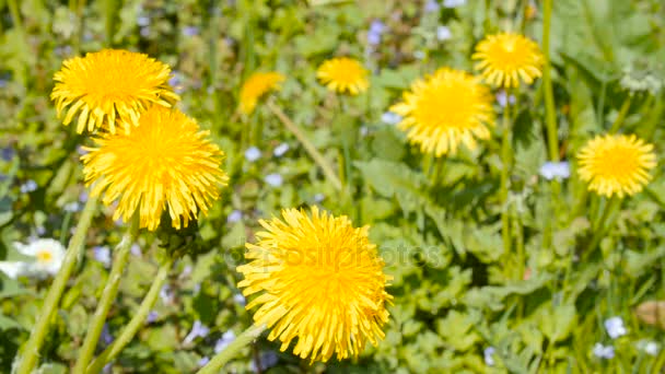 Yellow dandelions close up shot. — Stock Video