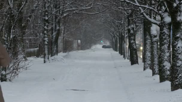 Kobieta spaceru w parku w zimie — Wideo stockowe