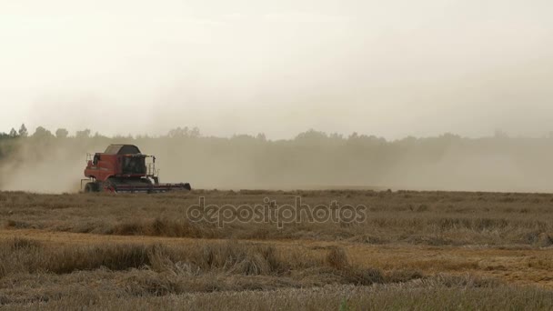 2016 21 de agosto, Lituânia, região de Ukmerges. Colheitadeira máquina para colher o trabalho do campo de trigo. Agricultura — Vídeo de Stock