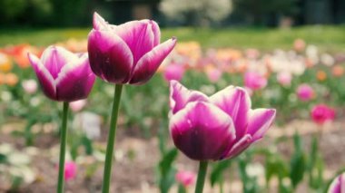Keyifli mor Lale Park çıtır. Atış kapatın.