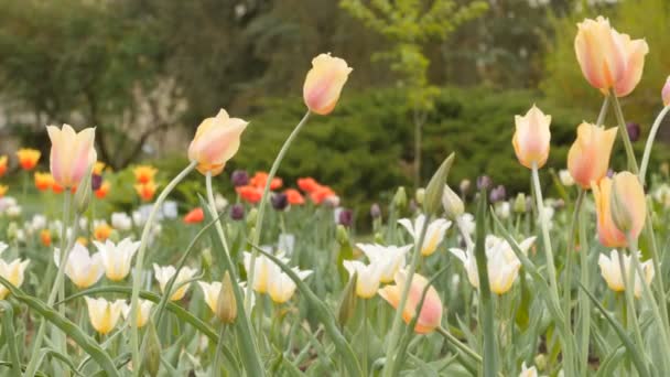 Pola tulipanów kwitnący inny kolor - suwak dolly strzał — Wideo stockowe