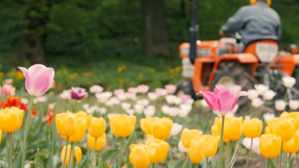 Поле тюльпанов с трактором — стоковое видео
