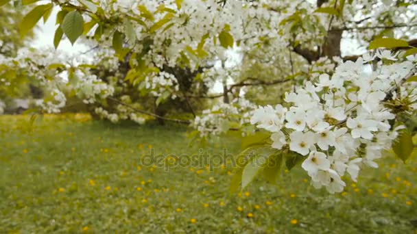 Hermoso árbol grande con flores blancas, cámara lenta — Vídeos de Stock