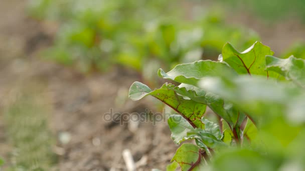 Young beetroots growing in ecologic garden. — Stock Video