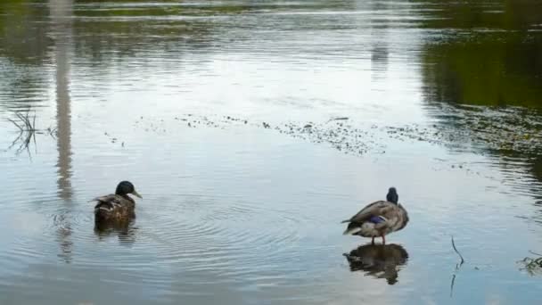 河中游泳的两只野鸭. — 图库视频影像