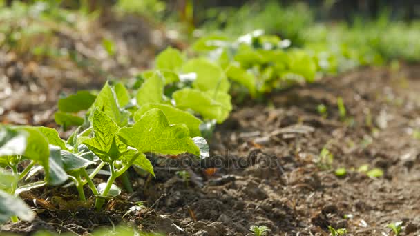 Jeunes pousses de concombre poussant dans un jardin . — Video