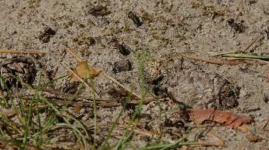 Yakın çekim çekim küçük karıncalar .