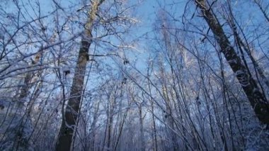 Hareket yolu ağaçları kış gün pov karla kaplı park arasında tarafından