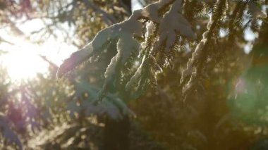 Sabah güneş ışınları altında kar ile kaplı köknar ağacı
