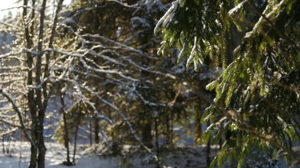 Fir tree bedekt met sneeuw onder ochtend zonnestralen — Stockvideo