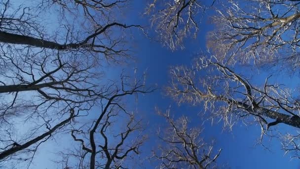 Os topos dos carvalhos no inverno — Vídeo de Stock