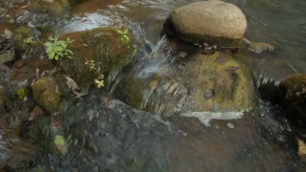 Creek in een Forest - een duidelijke kreek in een forest. — Stockvideo