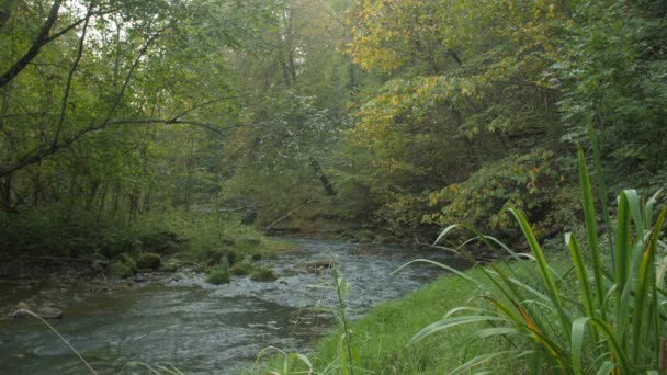 Forest river ström flyter bland stenar. Våren skogsälv med i skogen. — Stockvideo