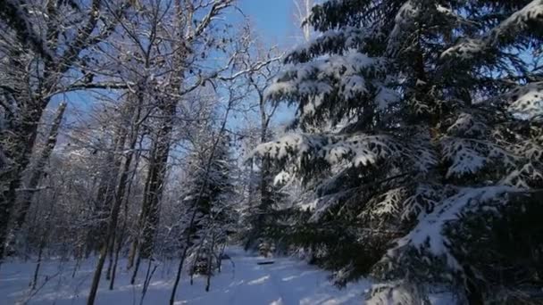 Movimiento por el camino entre los árboles en el parque cubierto de nieve en el pov del día de invierno — Vídeos de Stock