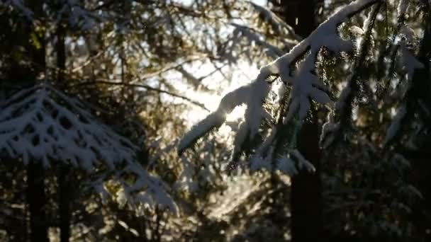 Έλατο που καλύπτονται με χιόνι κάτω πρωί ηλιαχτίδες — Αρχείο Βίντεο