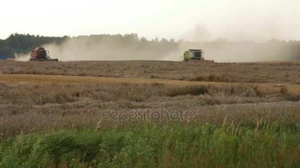 2016 21 augusti, Litauen, Ukmerges region. Två skördare maskin att skörda vete fält arbetar. Jordbruk — Stockvideo