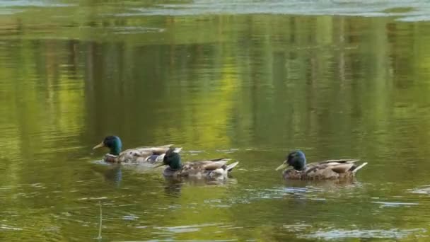 Tři mužské kachny plavání ve vodě. — Stock video