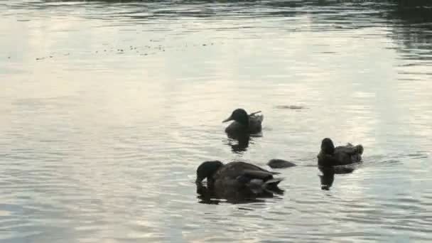 Wilde eenden zwemmen in water. Silhouet van eenden op het meer. — Stockvideo