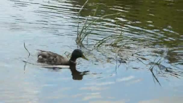 Wild duck swimming in water. — Stock Video