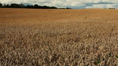 Rüzgarda sallanan buğday büyük alan.