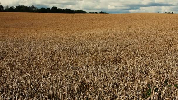 Velké pole pšenice, vlnící se ve větru. — Stock video