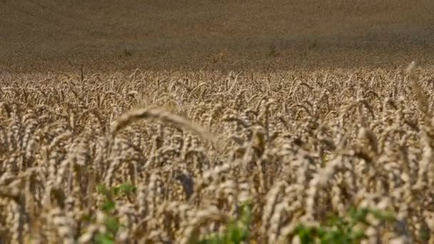 Gran campo de trigo balanceándose en el viento . — Vídeo de stock