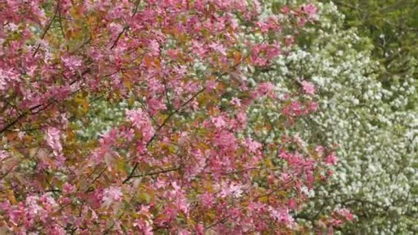 Blooming apple tree with pink blossoms. Forest on background — Stock Video