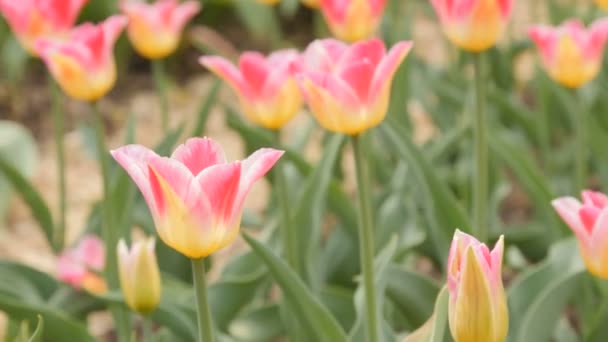 Gebied van bloeiende verschillende kleur tulpen - schuifregelaar dolly schot — Stockvideo