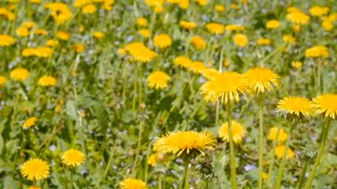 Dandelions Bahar üzerinde kaymak atış