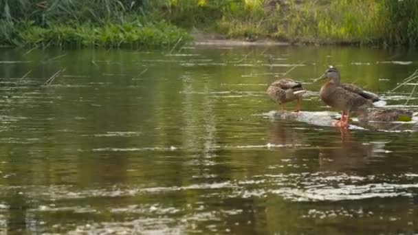 Eend zit op een steen, stromende rivier — Stockvideo