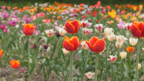 Tulipas vermelhas florescendo closeup - deslizante dolly tiro — Vídeo de Stock