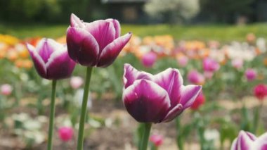 Keyifli mor Lale Park çıtır. Atış kapatın.