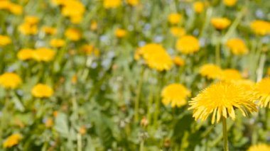 Dolly fotoğrafını dandelions çimenli alan.