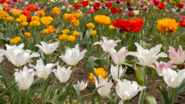 Krásné barevné tulipány zblízka. Jezdec záběry. — Stock video