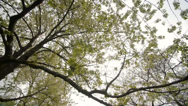 beau grand arbre aux fleurs blanches, au ralenti 