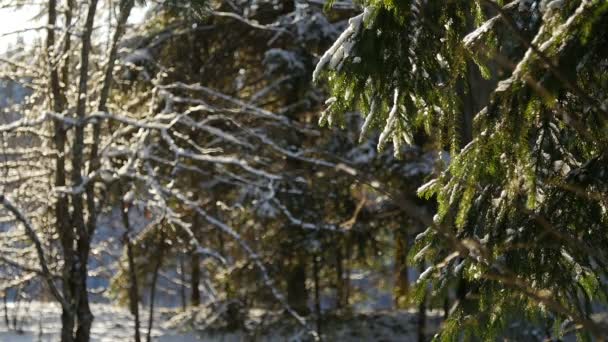 Fir tree bedekt met sneeuw onder ochtend zonnestralen — Stockvideo