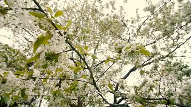 Hermoso árbol grande con flores blancas, cámara lenta — Vídeos de Stock