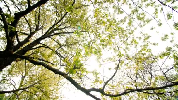 Beautiful big tree with white flowers,slow motion — Stock Video