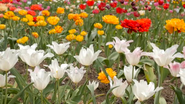 Többszínű tulipánok Vértes. Csúszka felvétel. — Stock videók