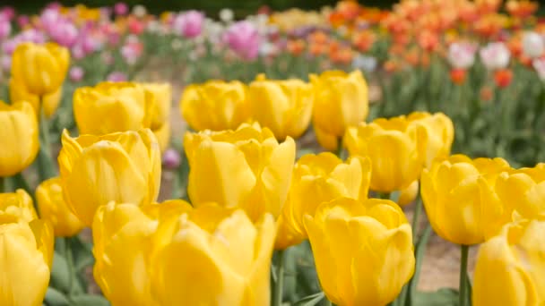 Tulipanes multicolores amarillos sobre fondo natural, serenidad — Vídeo de stock