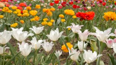 Güzel çok renkli Lale portre. Atış statik.