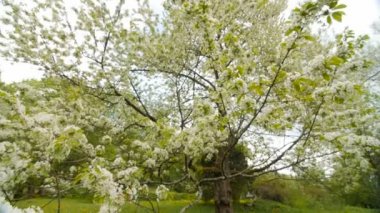 güzel büyük ağaç beyaz çiçeklerle, ağır çekim