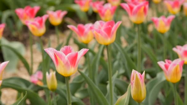 Többszínű tulipánok Vértes. Csúszka felvétel. — Stock videók