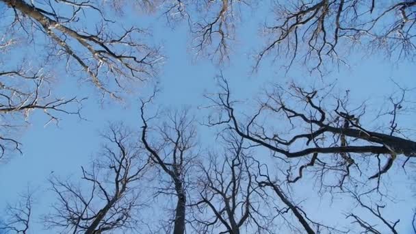 Верхушки дубов зимой — стоковое видео