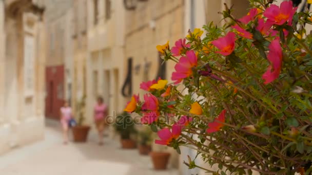 Rosa blommor dekorera ljusa gatan på en solig dag — Stockvideo