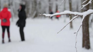 Ağaçlar, parkta yürüyüş insanlar Winter park kar ile kaplı.