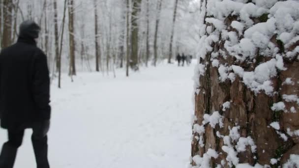 Winter park se sněhem zahrnuty stromy, muž, procházky v parku. — Stock video