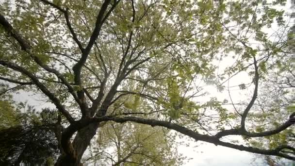 Krásný velký strom s bílými květy, pomalý pohyb — Stock video